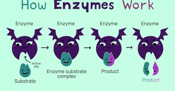 آنزیم چیست؟ ساختار، عملکرد، انواع و نقش حیاتی آن در بدن