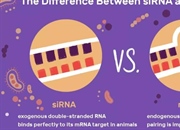 siRNA در برابر miRNA: تفاوت‌ها، شباهت‌ها و نقش آن‌ها در تنظیم ژن