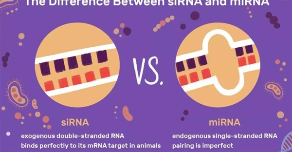 siRNA در برابر miRNA: تفاوت‌ها، شباهت‌ها و نقش آن‌ها در تنظیم ژن