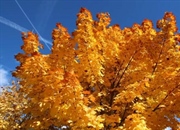 اتوتروف چیست؟ تعریف، انواع و مثال‌های خودپروردگان در اکوسیستم