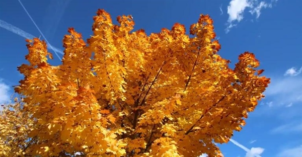 اتوتروف چیست؟ تعریف، انواع و مثال‌های خودپروردگان در اکوسیستم