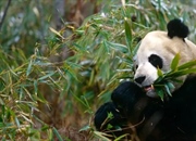 پانداهای غول پیکر: حقایق جالب، زیستگاه و وضعیت بقا
