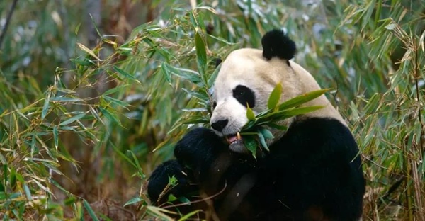 پانداهای غول پیکر: حقایق جالب، زیستگاه و وضعیت بقا