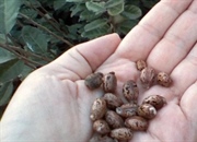 ریسین، سمی مرگبار از دانه های کرچک – حقایقی که نمی دانستید!