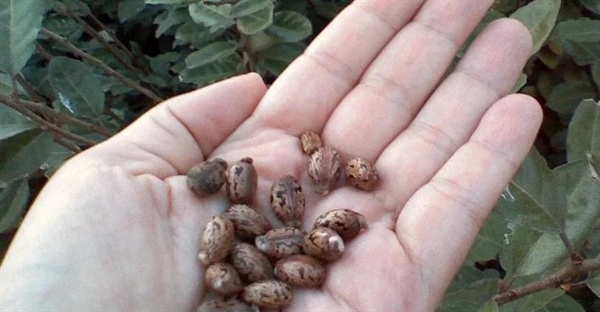 ریسین، سمی مرگبار از دانه های کرچک – حقایقی که نمی دانستید!