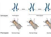 هتروزیگوت: کلید تنوع ژنتیکی و وراثت صفات (راهنمای جامع)