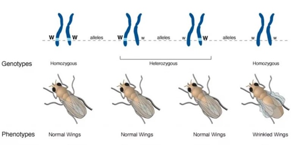 هتروزیگوت: کلید تنوع ژنتیکی و وراثت صفات (راهنمای جامع)