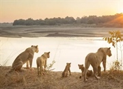 گله شیرها: ساختار اجتماعی، رفتارهای شکار و راز بقا در دنیای وحش