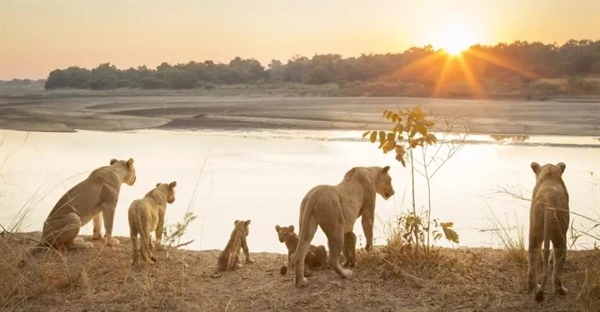 گله شیرها: ساختار اجتماعی، رفتارهای شکار و راز بقا در دنیای وحش