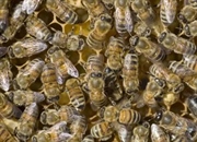 دنیای شگفت‌انگیز حشرات اجتماعی: از مورچه‌ها و موریانه‌ها تا زنبورها