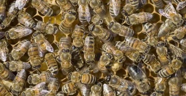 دنیای شگفت‌انگیز حشرات اجتماعی: از مورچه‌ها و موریانه‌ها تا زنبورها