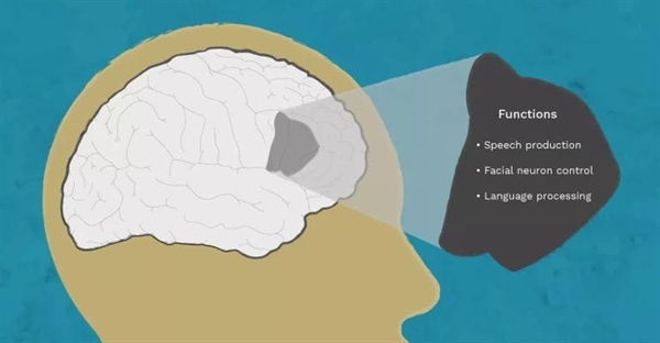 ناحیه بروکا: کشف اسرار تولید زبان در مغز