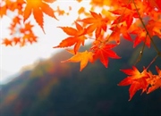 راز تغییر رنگ برگ ها در پاییز: چرا برگ ها رنگارنگ می شوند؟