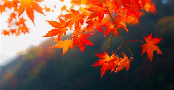 راز تغییر رنگ برگ ها در پاییز: چرا برگ ها رنگارنگ می شوند؟