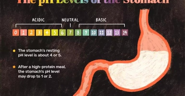pH معده: راز سلامتی دستگاه گوارش شما!