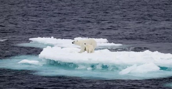 تأثیرات گرمایش جهانی بر حیات وحش: از انقراض تا تغییر رفتار