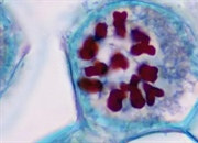 سیناپس چیست؟ تعریف، عملکرد و اهمیت آن در تقسیم سلولی