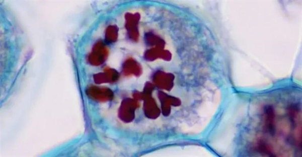 سیناپس چیست؟ تعریف، عملکرد و اهمیت آن در تقسیم سلولی