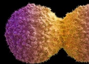 سلول های دختری: سفری به دنیای میتوز و میوز