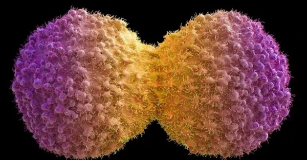 سلول های دختری: سفری به دنیای میتوز و میوز