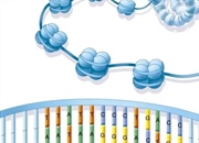 کروماتین: ساختار، عملکرد و نقش حیاتی آن در سلول + اینفوگرافیک