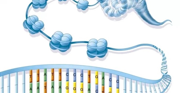 کروماتین: ساختار، عملکرد و نقش حیاتی آن در سلول + اینفوگرافیک