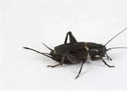 چرا جیرجیرک ها با نزدیک شدن ما ساکت می شوند؟ راز سکوت جیرجیرک ها!