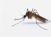 دافع طبیعی پشه: راهنمای جامع دفع پشه بدون مواد شیمیایی