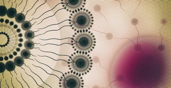 مولکول‌های آمفی‌پاتیک چیست؟ تعریف، خواص و عملکردهای حیاتی