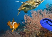 دیواره بزرگ مرجانی: شگفتی زنده، تهدیدات پیش رو | راهنمای جامع