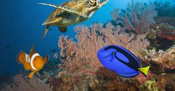 دیواره بزرگ مرجانی: شگفتی زنده، تهدیدات پیش رو | راهنمای جامع