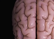 قشر مغز چیست و چه وظایفی دارد؟ راهنمای جامع عملکرد کورتکس مغزی