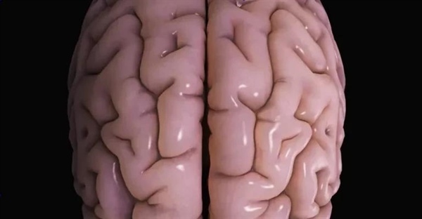 قشر مغز چیست و چه وظایفی دارد؟ راهنمای جامع عملکرد کورتکس مغزی