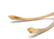 آزمایش استخوان مرغ لاستیکی: کشف شگفت‌انگیز نقش کلسیم در استحکام استخوان!