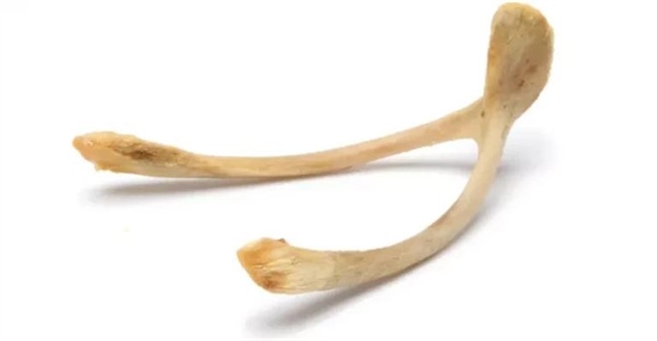 آزمایش استخوان مرغ لاستیکی: کشف شگفت‌انگیز نقش کلسیم در استحکام استخوان!