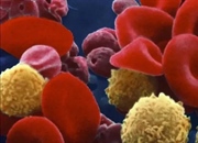 خون: ترکیب، عملکرد و هر آنچه باید درباره مایع حیات بخش بدانید