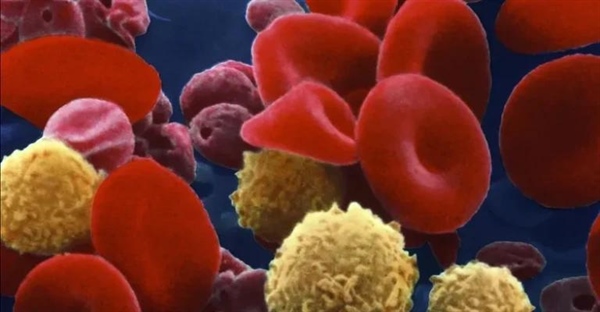 خون: ترکیب، عملکرد و هر آنچه باید درباره مایع حیات بخش بدانید