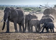 فیل آفریقایی: حقایق شگفت‌انگیز، زیستگاه، رفتار و وضعیت بقا