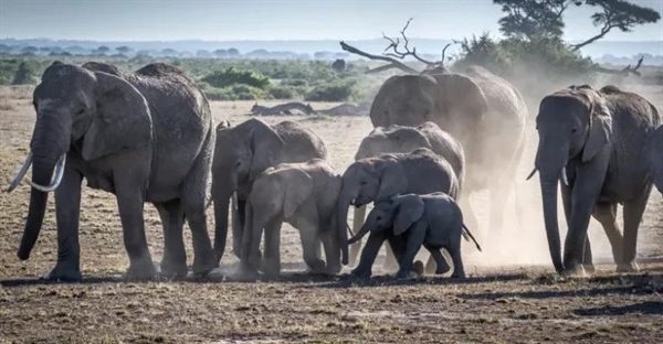 فیل آفریقایی: حقایق شگفت‌انگیز، زیستگاه، رفتار و وضعیت بقا