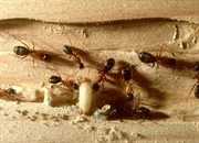 مورچه نجار (Camponotus): شناسایی، خطرات و روش‌های پیشگیری و مبارزه