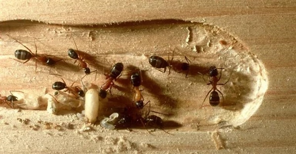 مورچه نجار (Camponotus): شناسایی، خطرات و روش‌های پیشگیری و مبارزه