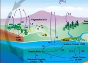 چرخه کربن: سفری حیاتی برای حیات در زمین | Carbon Cycle