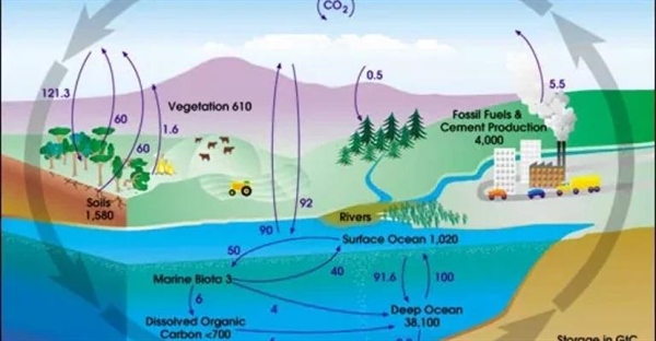 چرخه کربن: سفری حیاتی برای حیات در زمین | Carbon Cycle