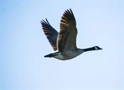 غاز کانادایی: حقایق شگفت‌انگیز درباره زیستگاه، رفتار و ویژگی‌های این پرنده