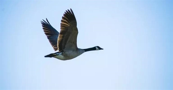 غاز کانادایی: حقایق شگفت‌انگیز درباره زیستگاه، رفتار و ویژگی‌های این پرنده