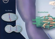 کینتوکور: رهبر ارکستر تقسیم سلولی - نقشی حیاتی در میتوز و میوز