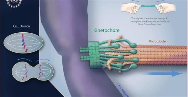 کینتوکور: رهبر ارکستر تقسیم سلولی - نقشی حیاتی در میتوز و میوز