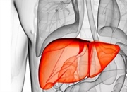 کبد: آناتومی، عملکرد و نقش حیاتی آن در بدن انسان