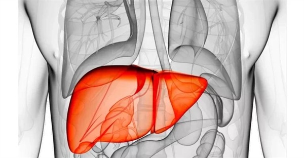 کبد: آناتومی، عملکرد و نقش حیاتی آن در بدن انسان