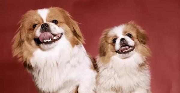 پکینیز: تاریخچه سگ امپراتوری چین، از افسانه‌ها تا دنیای مدرن